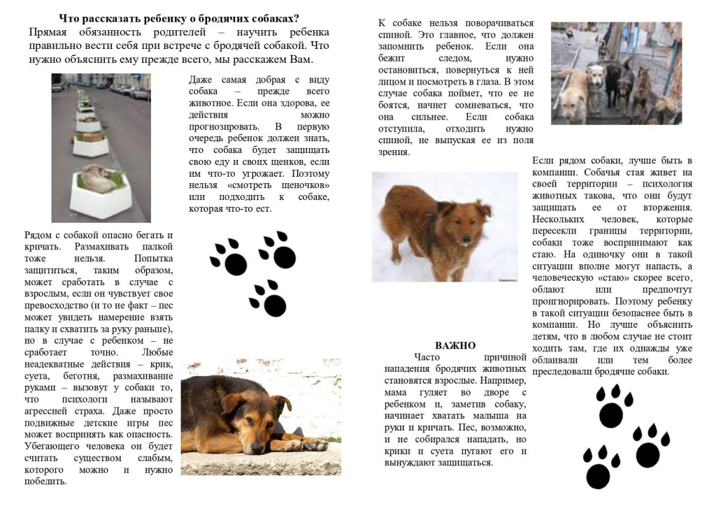 информация для детей о без.собаках.jpeg информация для детей о без.собаках.jpeg